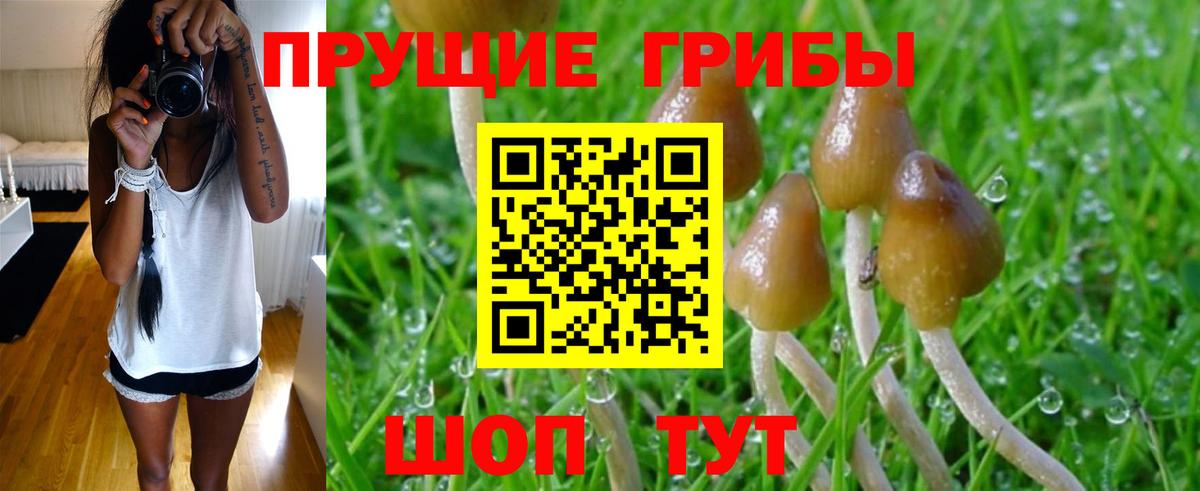 Выкса  Псилоцибиновые грибы GOLDEN TEACHER  Вход с VPN 